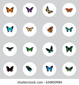 Realistic Morpho Hecuba, Tropical Moth, Spicebush And Other Vector Elements. Set Of Beautiful Realistic Symbols Also Includes Violet, Green, Bluewing Objects.