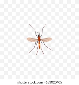Realistic Mosquito Element. Vector Illustration Of Realistic Gnat Isolated On Clean Background. Can Be Used As Gnat, Mosquito And Alive Symbols.