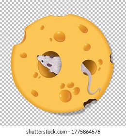 Ratón realista dentro del queso, en una ilustración transversal transparente.