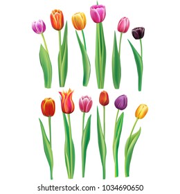 Realistische Tulpensets für mehrfarbige Tulpen