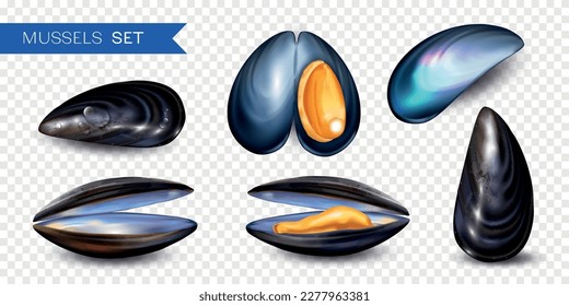 Realistic mussels set with text and isolated images of shells with colorful reflections on transparent background vector illustration