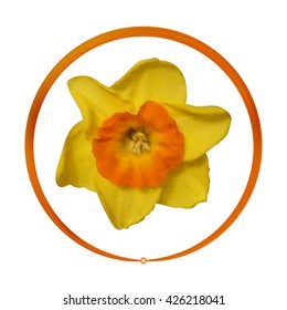 Realistic narcissus in round frame. Vector illustration.