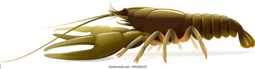 Realistic narrow-clawed crayfish isolated illustration, one big freshwater European crayfish on side view