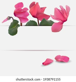 Realistic Natural Cyclamen Flower Background. Cyclamen background can be used for magazine, web, advertising. Vector Illustration EPS10