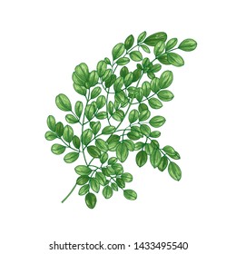 Realistic natural drawing of Miracle Tree or Moringa oleifera. Exotic herbaceous plant used in herbalism isolated on white background. Botanical vector illustration in elegant antique style.