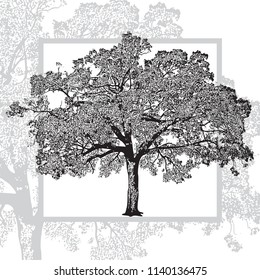 Realistic natural leafy tree isolated on white background. Abstract vector monochrome graphics illustration of foliage branches with leaves.