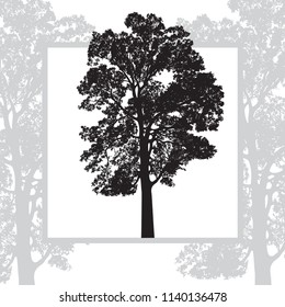 Realistic natural leafy tree isolated on white background. Abstract vector monochrome graphics illustration of foliage branches with leaves.
