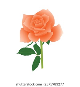 Realistic Natural Rose Vector IllustrationRealistic Natural Rose Vector Illustration