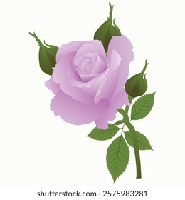 Realistic Natural Rose Vector IllustrationRealistic Natural Rose Vector Illustration