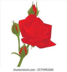 Realistic Natural Rose Vector IllustrationRealistic Natural Rose Vector Illustration