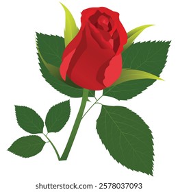 Realistic Natural Rose Vector IllustrationRealistic Natural Rose Vector Illustration