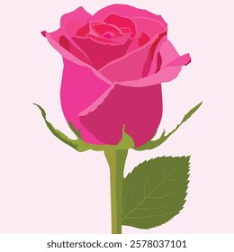 Realistic Natural Rose Vector IllustrationRealistic Natural Rose Vector Illustration
