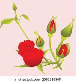 Realistic Natural Rose Vector IllustrationRealistic Natural Rose Vector Illustration