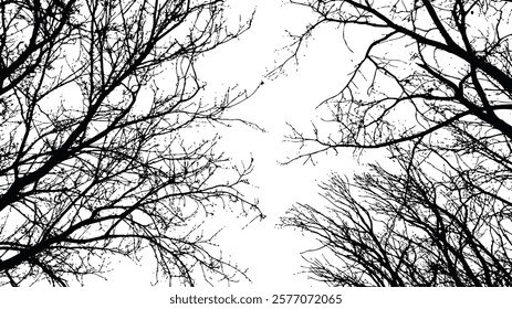 Realistic natural tree bare branches silhouette on a white background. Vector image of autumn trees branch. Vector illustration, abstract nature background in high resolution black and white.