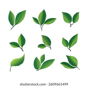 Realistic nature tropical plants green leaf set design. beautifully illustrated against a white background. Ideal for nature-themed designs and botanical projects. Vector illustration.