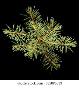 Realistic needles, spruce branches Christmas tree, isolated detailed vector