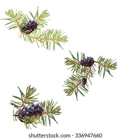 Realistic needles, spruce branches Christmas tree, isolated detailed vector, frame of spruce branches, template for design,  bump