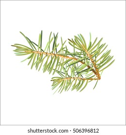 Realistic needles, spruce branches Christmas tree, isolated detailed vector