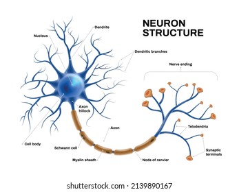 Realistic neuron anatomical structure and functional scheme vector illustration