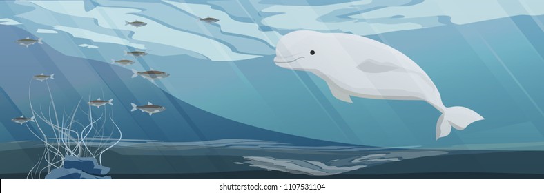 Realistic Northern underwater landscape. Large beluga whale or white whale. Beluga, melonhead, or sea canary. Vector illustration, a scene from marine life. 