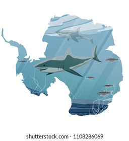 Realistic Northern underwater landscape. Two sharks, hunting a flock of herring fish. Rocky bottom with algae. Vector in the form of a map of continent of Antarctica.