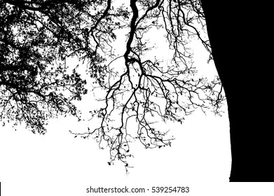 Realistic oak tree branches silhouette (Vector illustration).Eps10