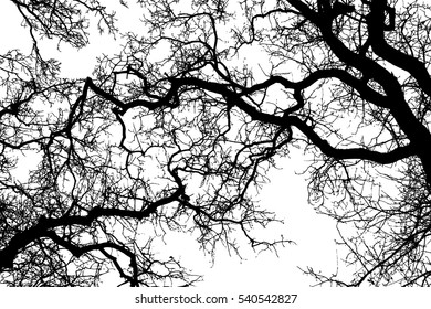 Realistic oak tree branches silhouette (Vector illustration).eps10