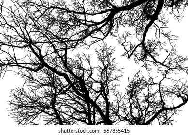 Realistic oak tree branches silhouette (Vector illustration).Eps10