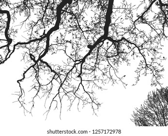 Realistic oak tree silhouette (Vector illustration).Eps10