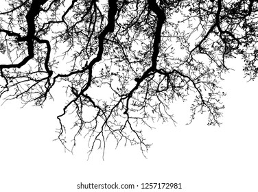 Realistic oak tree silhouette (Vector illustration).Eps10