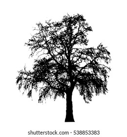 Realistic oak tree silhouette (Vector illustration).Eps10
