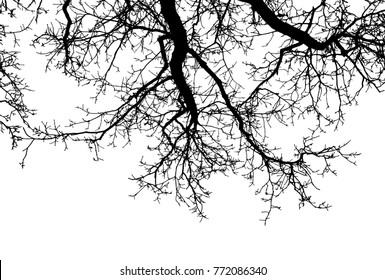 Realistic oak tree silhouette Vector illustration. Eps10