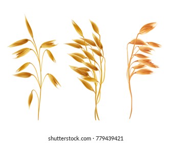 Realistic oat ears with grains set. Detailed cereal plants, agriculture industry organic crop products for oat groats flakes, oatmeal packaging design. Vector isolated illustration, white background