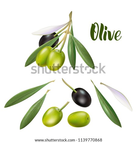 Realistic olive branch 3d illustration for advertising posters, postcards, labels