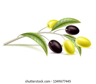 Realistic olive branch with berry. Healthy ripe fruit on tree branch for organic product package design. Black, yellow olives with leaves. Vector greek, italian traditional ingredient.