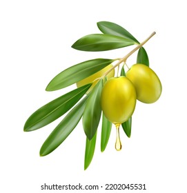 Realistic olive branch with oil drop and green leaves, vector isolated 3d. Olive vegetable tree fruit, food plant for Italian or Greek extra virgin olive oil package, realistic macro closeup olive