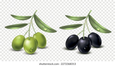 Realistic olive transparent set with isolated bunches of black and green berries with drops of water vector illustration