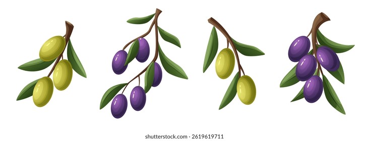 Ramos realistas de oliveiras com azeitonas verdes e roxas. Perfeito para embalagens, rótulos de alimentos, design mediterrâneo ou marca de estilo de vida saudável.