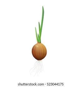 realistic onion with herbs and roots vector illustration