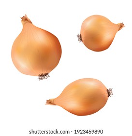 cebollas realistas sobre fondo transparente. vector de alta calidad 