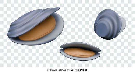 Realistic open flat shell in different positions. Appetizing oyster