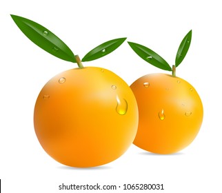 realistic orange with droplet water.vector.illustration.