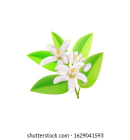 Realistic orange flowering branch, leaves, neroli flowers and bud. Perfumery and medical plant.Labels of Cosmetic Skin Care Product Design .Vector  illustration.