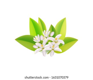 Realistic orange flowering branch, leaves, neroli flowers and bud. Perfumery and medical plant.Labels of Cosmetic Skin Care Product Design .Vector  illustration.