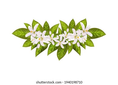 Realistic orange flowering branch, leaves, neroli flowers and bud. Perfumery and medical plant.Labels of Cosmetic Skin Care Product Design .Vector illustration.