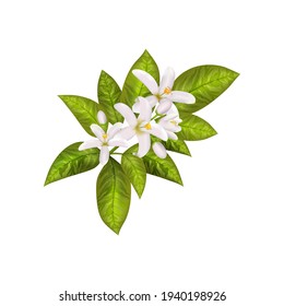 Realistic orange flowering branch, leaves, neroli flowers and bud. Perfumery and medical plant.Labels of Cosmetic Skin Care Product Design .Vector illustration.