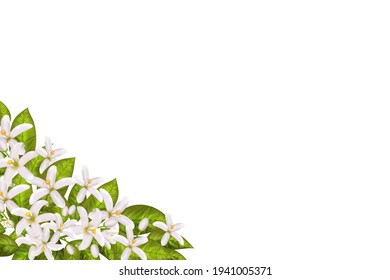 Realistic Orange Flowering Branch, Leaves, Neroli Flowers And Bud. Perfumery And Medical Plant.Labels Of Cosmetic Skin Care Product Design .Vector Illustration.