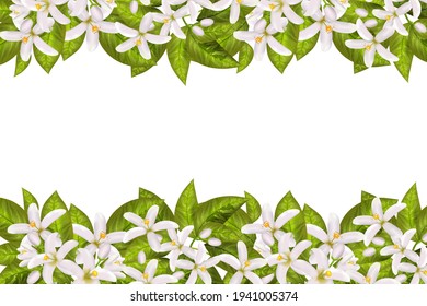 Realistic Orange Flowering Branch, Leaves, Neroli Flowers And Bud. Perfumery And Medical Plant.Labels Of Cosmetic Skin Care Product Design .Vector Illustration.