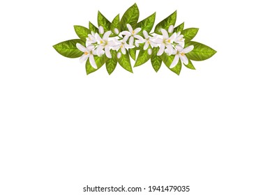 Realistic orange flowering branch, leaves, neroli flowers and bud. Perfumery and medical plant.Labels of Cosmetic Skin Care Product Design .Vector illustration.