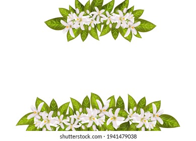 Realistic orange flowering branch, leaves, neroli flowers and bud. Perfumery and medical plant.Labels of Cosmetic Skin Care Product Design .Vector illustration.